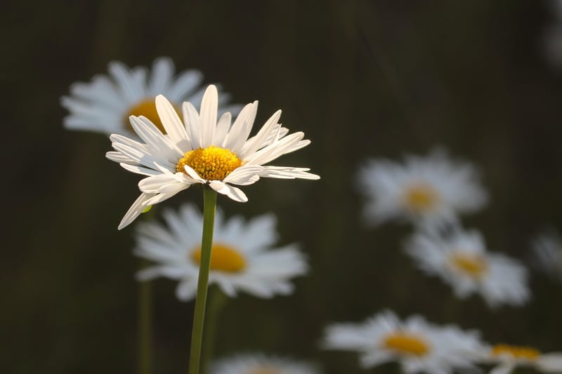 Fairy-tale Meadow